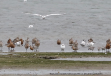 Black-tailed Godwits