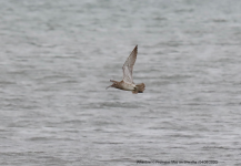 Whimbrel