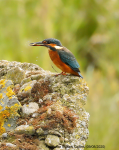 Kingfisher