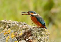 Kingfisher