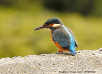 Kingfisher