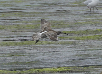 Whimbrel