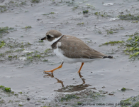 Ringed Plover