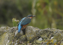 Kingfisher