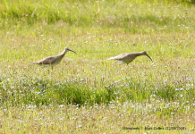 Whimbrel