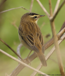 Sedge Warbler