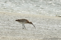 Curlew