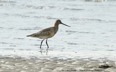 Bar-tailed Godwit