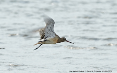 Bar-tailed Godwit