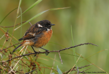 Stonechat