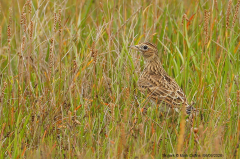 Skylark