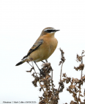 Wheatear