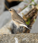 Wheatear