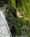 Grey Wagtail