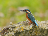 Kingfisher