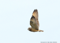 Short-eared Owl