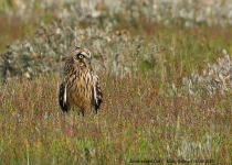 Short-eared Owl