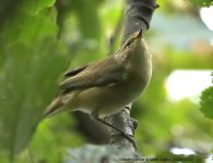 Willow Warbler