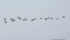 Grey Plovers