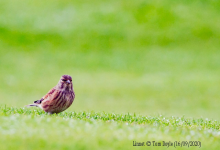 Linnet