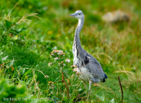 Heron