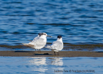 Sandwich Terns