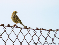 Meadow Pipit