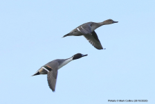 Pintails