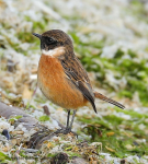 Stonechat