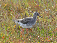 Redshank