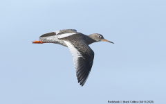 Redshank