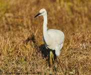 Little Egret