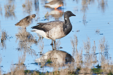 Brent Goose