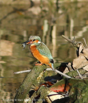 Kingfisher