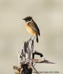 Stonechat