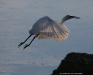 Little Egret