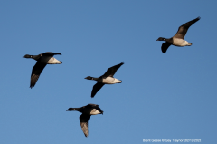 Brent Geese