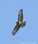 Buzzard