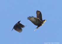 Buzzard