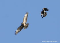 Buzzard