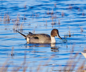 Pintail