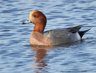 Wigeon