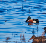 Shoveler