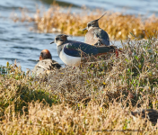 Lapwing