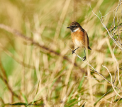 Stonechat