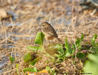 Stonechat