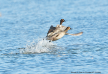 Pintails