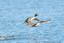 Pintails