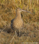 Curlew