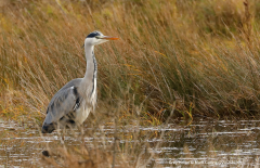 Grey Heron